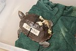 injured Turtles