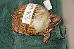 injured Turtles
